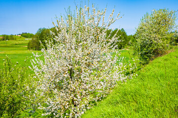 Tree blooming in spring season on green meadow, Suwalski Landscape Park, Podlasie, Poland