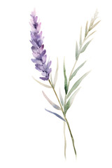 beautiful purple lavender with leaves, watercolor painting, graphic design element