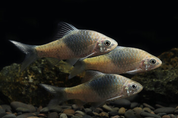 trio of Black ink barb (Barbodes bunau) Rare endemic fish of borneo