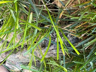 Toad in the grass