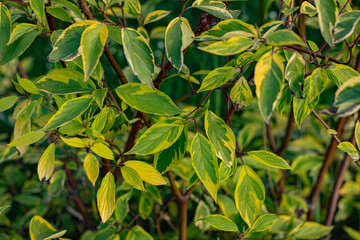 Obraz premiumClose-up of white dogwood leaves with green and yellow variegation on red branches in a garden.Patterned leaves of the Cornus alba plant. 