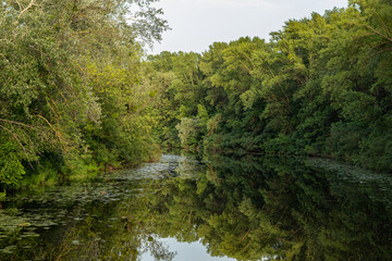 Serene river scene with dense, green forest on both shores, clear reflection in calm water, under a soft, daytime light. Aquatic vegetation and lush foliage create a peaceful, natural atmosphere.
