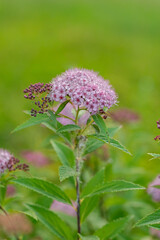 Close-up of a blooming Spiraea japonica plant with light purple flowers and green leaves, captured in daylight with a blurred green background.
