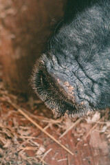 Detailed photo of the face and snout of a black Vietnamese pig against a background of hay.

