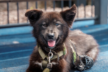 A dog with multicolored eyes outside.