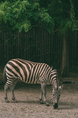 
A zebra walks against the background of a fence and acacia.
