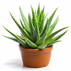 Obraz premium aloe vera plant on a white background