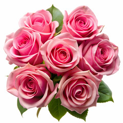 a group of pink roses with white background