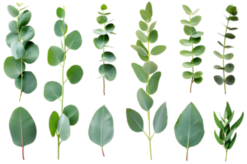 Set of eucalyptus twigs with leaves isolated on transparent background. PNG, cutout. Clipart collection of green plant branches.