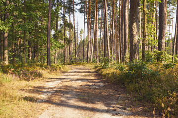 leśna droga  © Marcin Łazarczyk