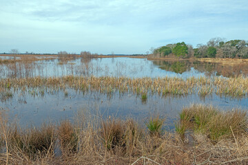 Wetland in a Southern Wildlife Refuge