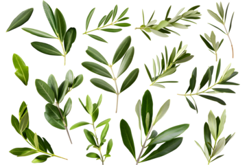 Set of fresh olive twigs with leaves isolated on transparent background. PNG, cutout. Clipart collection of olive tree branches.