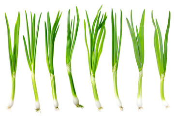 Set of fresh green onion leaves and heads isolated on transparent background. PNG, cutout. Clipart collection of mediterranean herbs, aromatic herb, food ingredient, spice for culinary.