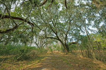 Old Road in Southern Wildlife Refuge