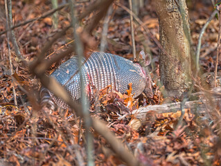 Nine-banded armadillo Rooting Through the Forest