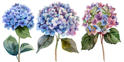 Blue and purple hydrangea flowers, clipart set, illustration in watercolor style isolated on transparent background for wedding invitation, postcard design, scrapbooking, greeting cards. PNG, cutout.