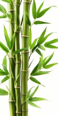 Naklejka premium A tall bamboo plant with green leaves and brown stems. The bamboo plant is a symbol of strength and resilience