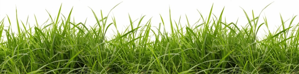 Obraz premium A field of green grass with a white background. The grass is tall and lush, giving the impression of a peaceful, serene environment