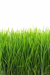 A field of green grass with a white background. The grass is tall and lush, giving the impression of a peaceful, serene environment