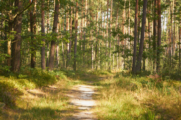 leśna ścieżka  © Marcin Łazarczyk