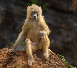 Obraz premium A great day in Cabarceno Park, with animals in semi-freedom!