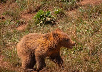 Obraz premium A great day in Cabarceno Park, with animals in semi-freedom!