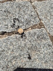 Trail of Ants Carrying Food