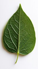 Vibrant Green LeafIntricate Veins onClean White Background, Natural Beauty