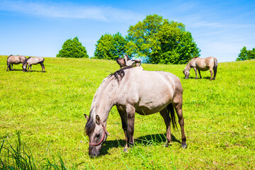 Horse grazing on green meadow during spring season, Suwalski Landscape Park, Podlasie, Poland
