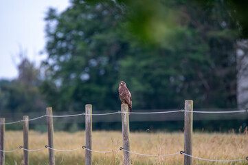 Majestic Bird of Prey on Fence Post in Open Meadow