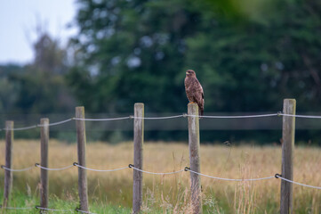Majestic Bird of Prey on Fence Post in Open Meadow