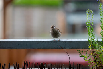 Sparrow Perched on Urban Balcony Railing with Blurred Background
