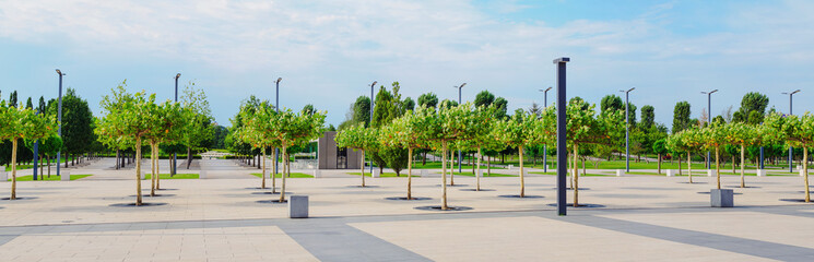 Obraz premium Alley of plane trees in a modern city park - panorama
