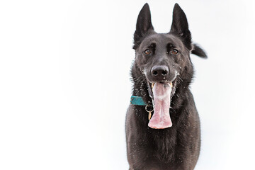 Slobber Chops!  An isolated happy Shepherd dog spraying saliva foam around as he looks straight the camera!