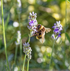 Bee on lavender plant known for producing high yields of honey, Summer, UK