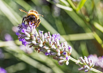 Bee on lavender plant known for producing high yields of honey, Summer, UK