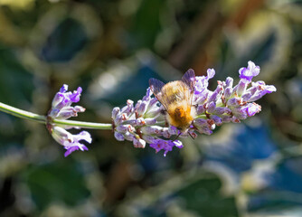 Bee on lavender plant known for producing high yields of honey, Summer, UK, Common Carder Bumbel Bee, Bombus pascurum