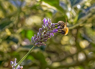 Bee on lavender plant known for producing high yields of honey, Summer, UK