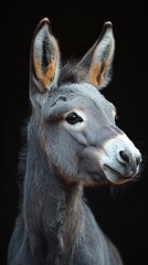 Fototapeta premium Close-up of a young donkey with prominent ears and a calm expression, set against a dark background