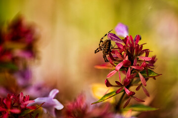 A European Garden Spider