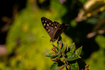 Brown Butterfly