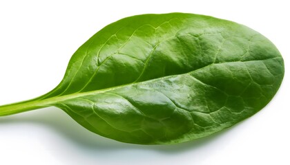 fresh spinach leaves on a white background