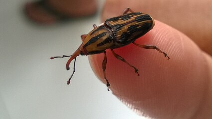curious little beetle on my finger
