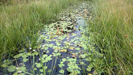small stream with aquatic plants amidst the green vegetation