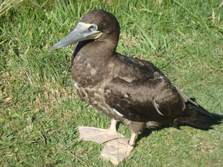 brown booby