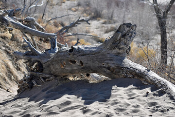 Old toppled tree in a seasonal river bed