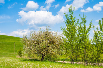 Fototapeta premium Blooming trees on green meadow on sunny spring day, Suwalski Landscape Park, Podlasie, Poland