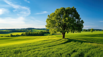 A solitary tree stands in the middle of a vast, lush green field under a clear blue sky.