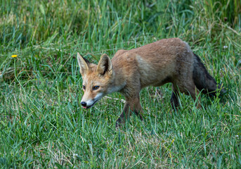 The fox early in the morning looking for breakfast!