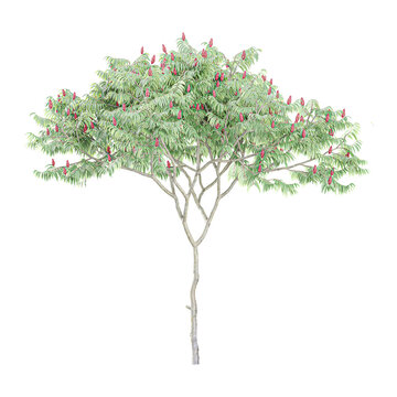 3D rendering of Staghorn sumac tree isolated on transparent Canvas